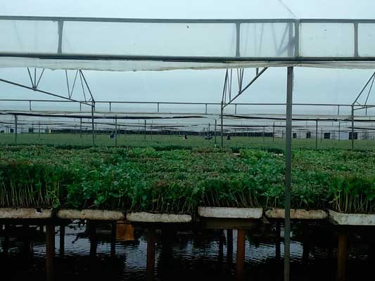 vista panoramica de vivero con sistema de riego automatizado